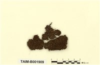 藏品(小石苔屬)的圖片